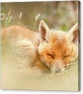Sleeping Cutie - Red Fox Kit Asleep Canvas Print