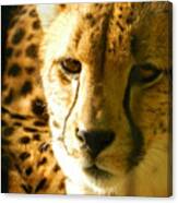 Sleepy Cheetah Cub Canvas Print