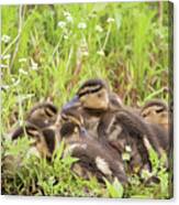 Sleepy Ducklings Canvas Print