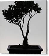 Small Bonsai Tree Black Silhouette Photograph By Goce Risteski