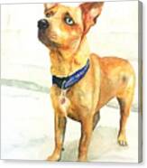Small Short Hair Brown Dog Canvas Print