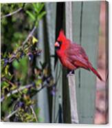 Smiling Cardinal Canvas Print