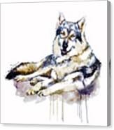 Smiling Wolf Canvas Print