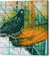 Smug Starling Canvas Print