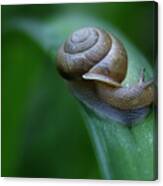 Snail In The Morning Canvas Print