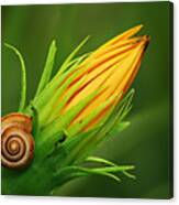 Snail Canvas Print