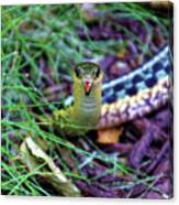 Snake In The Grass Canvas Print