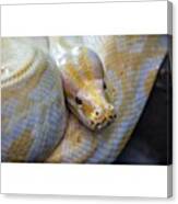 #snake #zoo #dierentuin #slang #python Canvas Print
