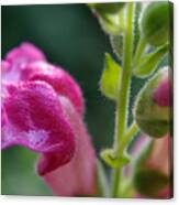 Snapdragon Hairs Canvas Print