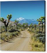 Snow Capped Mountian Overlooks Joshua Trees Flanking Dirt Road Canvas Print