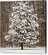 Snow Covered Evergreen Canvas Print