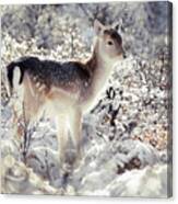 Snow Deer Canvas Print