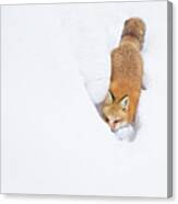 Snow-diving Fox Canvas Print