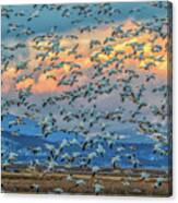 Snow Geese And Clouds Canvas Print