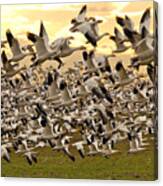 Snow Geese In Flight Canvas Print