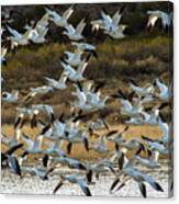 Snow Geese Flock In Flight Canvas Print