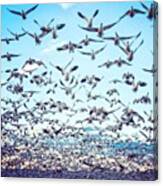 Snow Geese In New Mexico. Exiting My Canvas Print