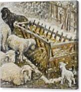 Snow Lambs Canvas Print
