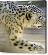 Snow Leopard On The Move Canvas Print