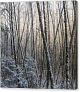 Snow On The Alders Canvas Print