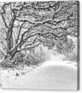 Snow On Witsell Rd - Oak Tree Canvas Print