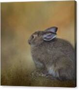 Snowshoe Hare Canvas Print