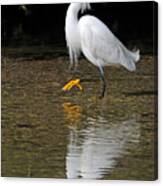 Snowy Egret Canvas Print