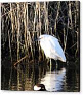Snowy Egret And A Guy From The Hood Canvas Print
