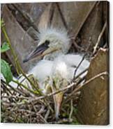 Snowy Egret Chick Family Canvas Print