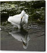 Snowy Egret Fishing In Pond Canvas Print
