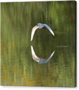 Snowy Egret Flight Reflection Canvas Print