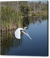 Snowy Egret Flying Over Blue Lake Canvas Print