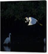 Snowy Egret Gliding In The Morning Light Canvas Print