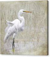 Snowy Egret Canvas Print