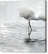 Snowy Egrets Canvas Print