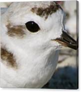 Snowy Plover Close Up Canvas Print