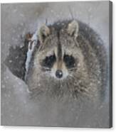 Snowy Raccoon Canvas Print