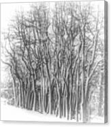 Snowy Wood Canvas Print