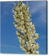 Soap Yucca Blossoms Canvas Print