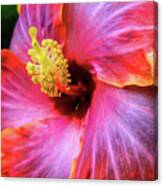 Socal Hibiscus Canvas Print