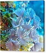 Social Feather Dusters On Coral Reef Canvas Print