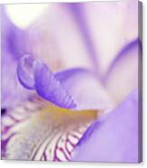 Soft Focus Iris Petals Botanical / Nature / Floral Photograph Canvas Print
