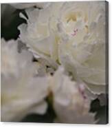 Soft Petals Canvas Print