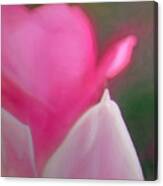 Soft Pink 2 Canvas Print