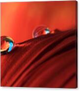Soft Red Petals With Water Drops Canvas Print