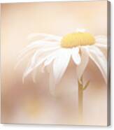 Soft White Daisy Canvas Print