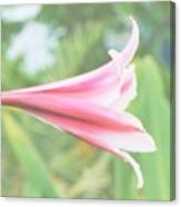 Softly Colored Canvas Print