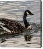 Solitary Goose 01 Canvas Print