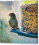 Songbird Canvas Print