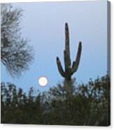 Sonoran Desert Moonset Canvas Print